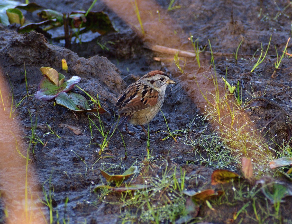Swamp Sparrow - ML616101332