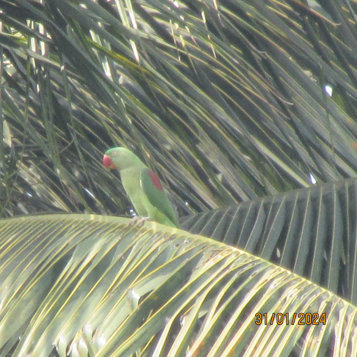 Александрийский попугай - ML616101335
