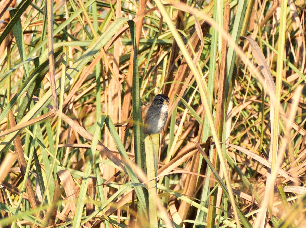 Swamp Sparrow - ML616101343
