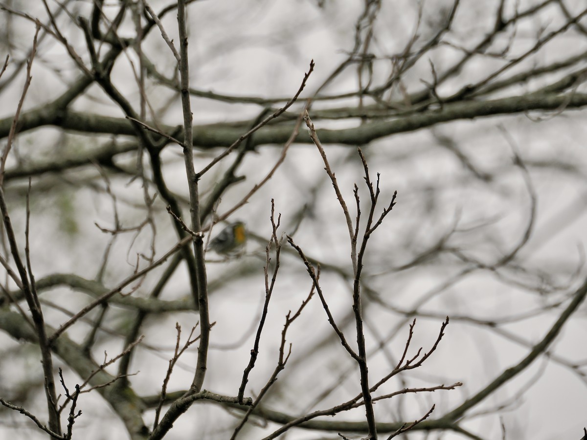 Yellow-throated Warbler - Randy Pinkston