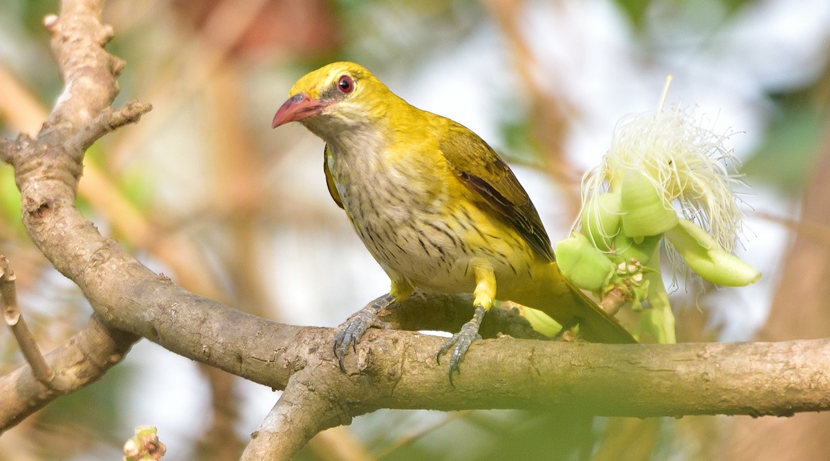 Indian Golden Oriole - ML616101465