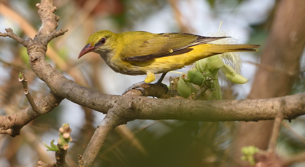 Indian Golden Oriole - ML616101466
