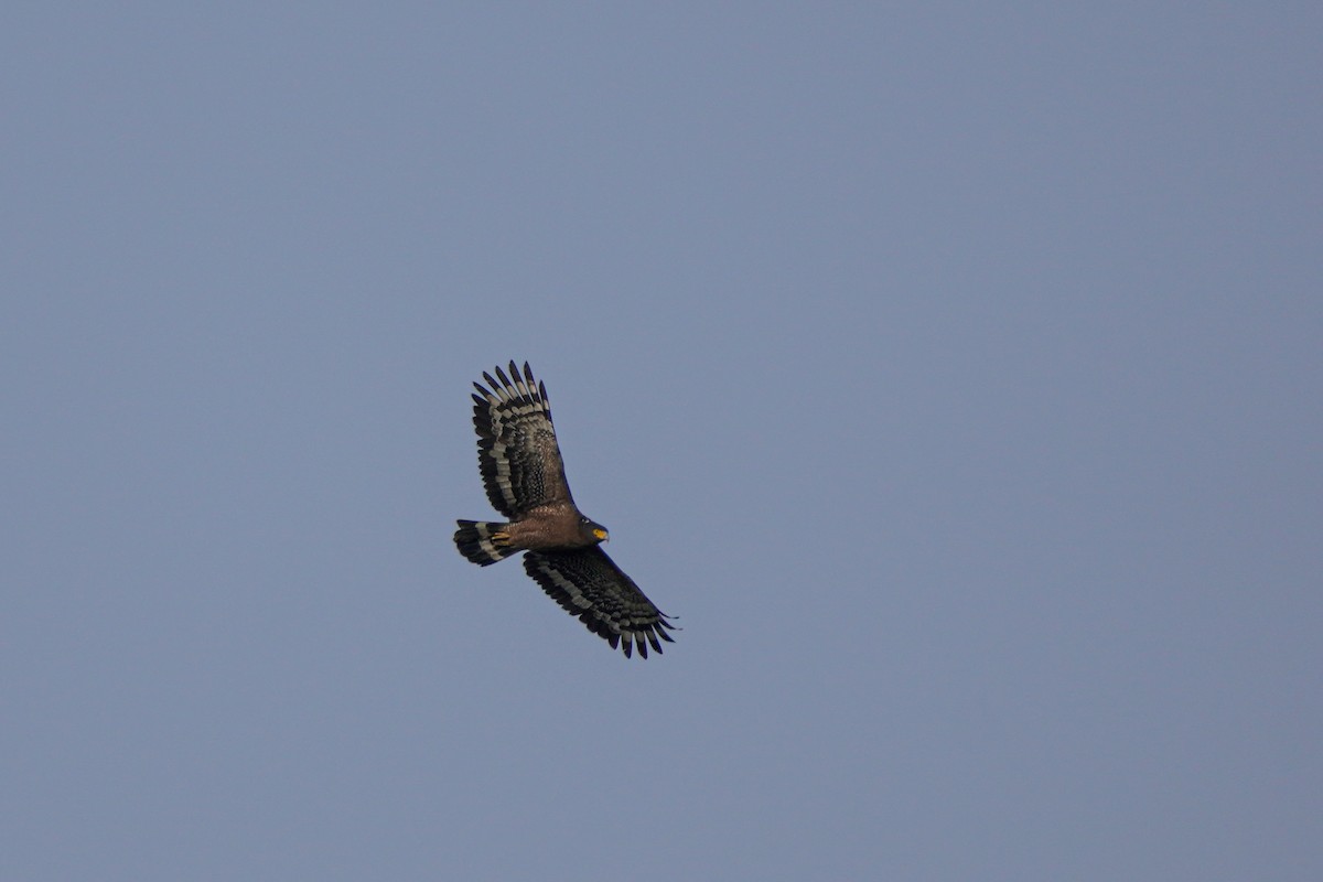 Crested Serpent-Eagle - ML616101647
