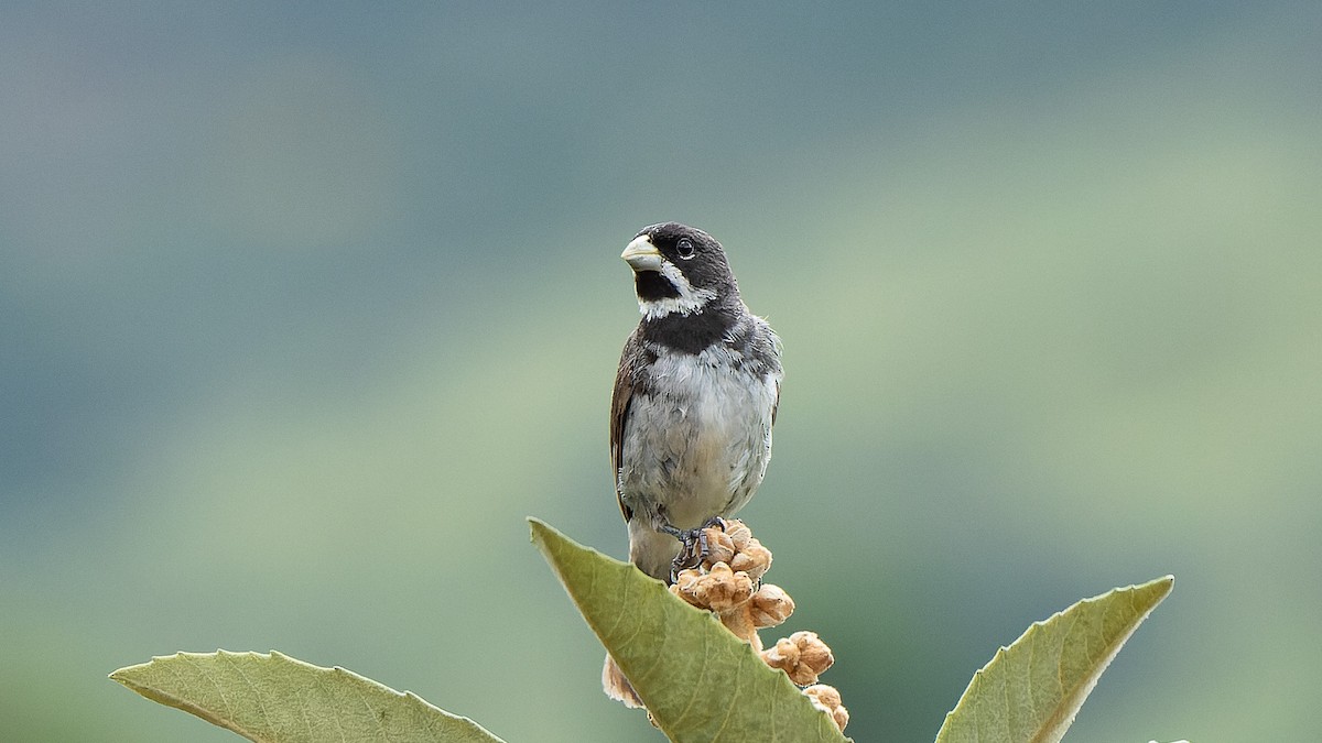 Double-collared Seedeater - ML616101744