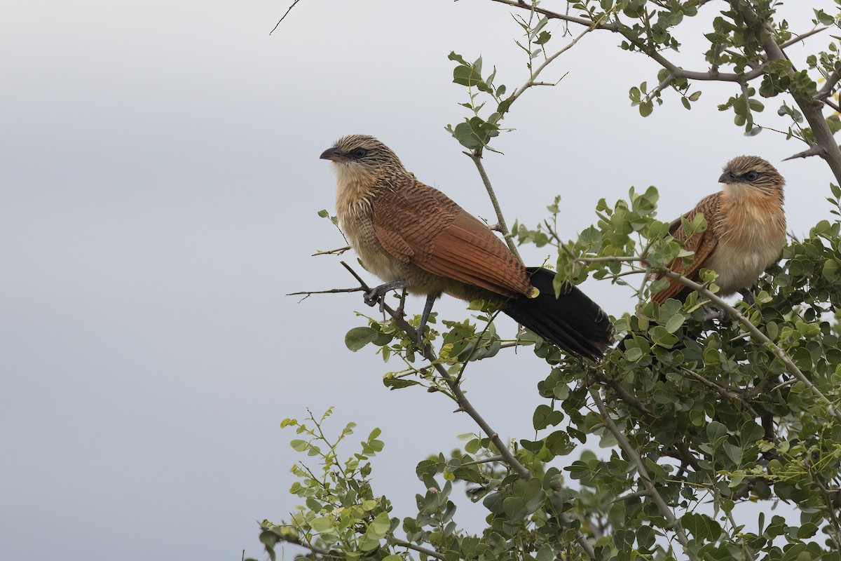 White-browed Coucal (White-browed) - ML616101806