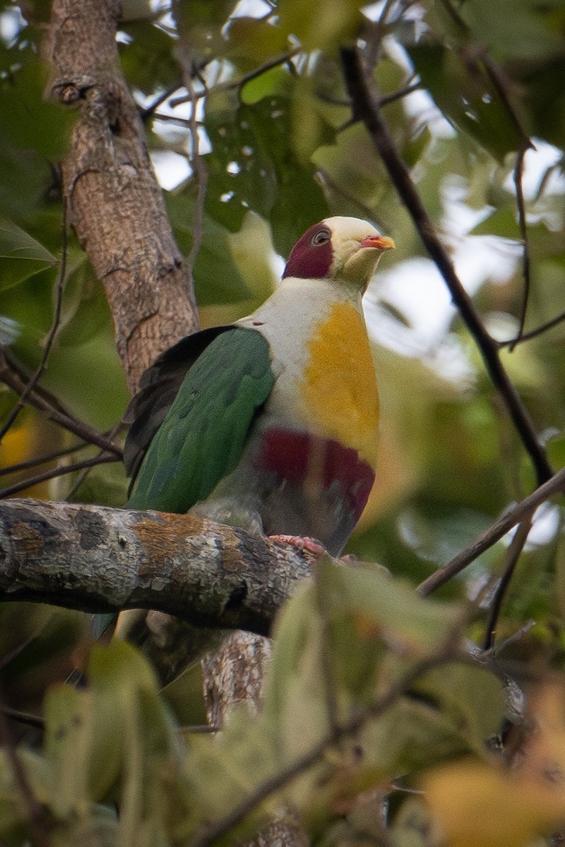 Yellow-breasted Fruit-Dove - ML616101825