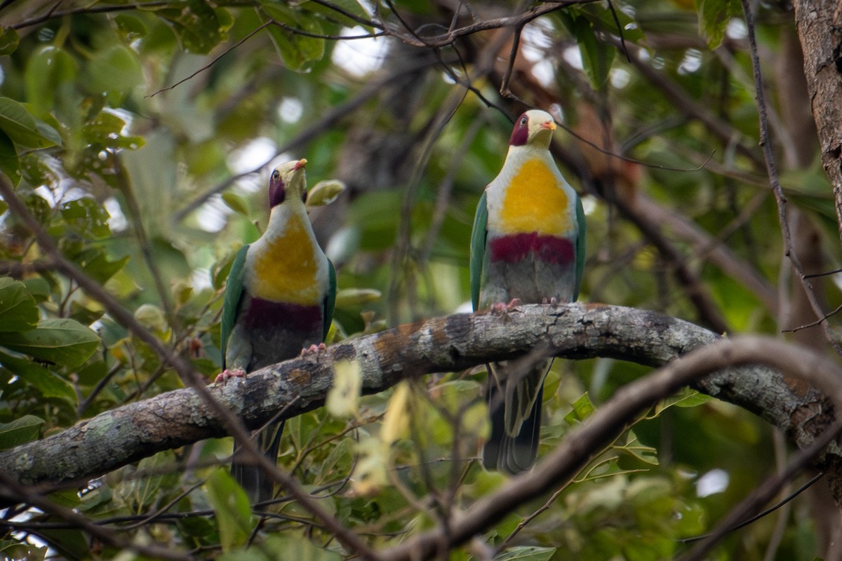 Yellow-breasted Fruit-Dove - ML616101826