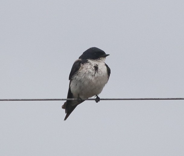 Pearl-breasted Swallow - ML616101947