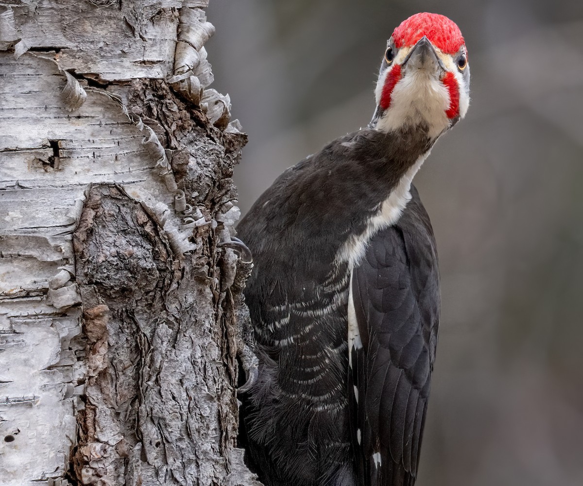 Pileated Woodpecker - ML616101970