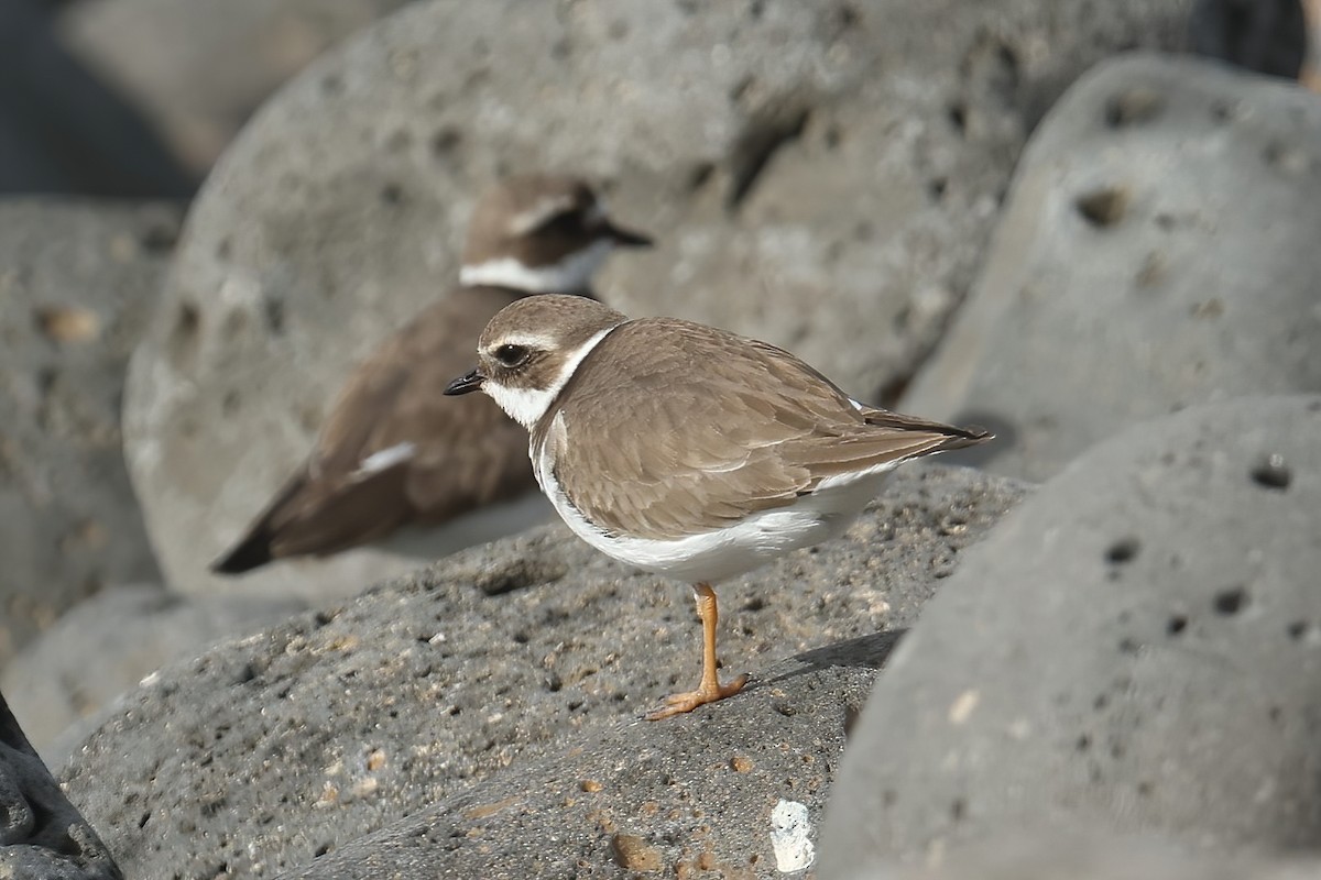 Common Ringed Plover - ML616101991