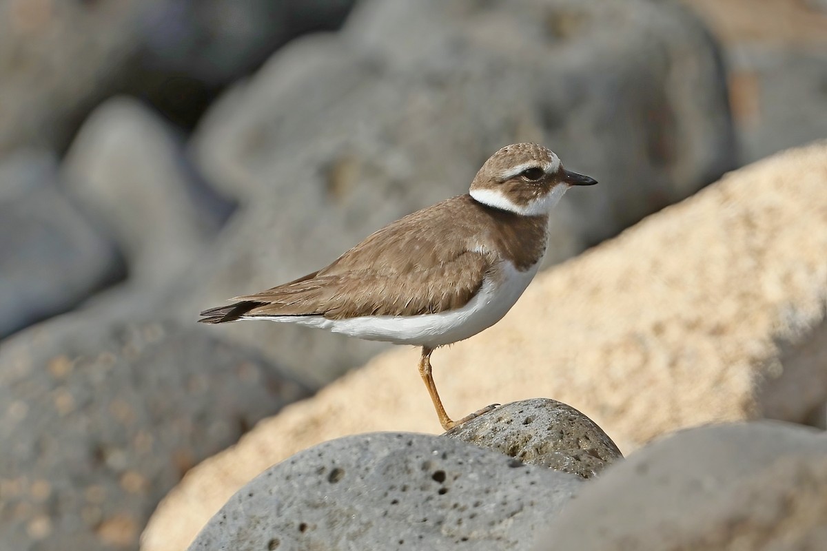 Common Ringed Plover - ML616101992