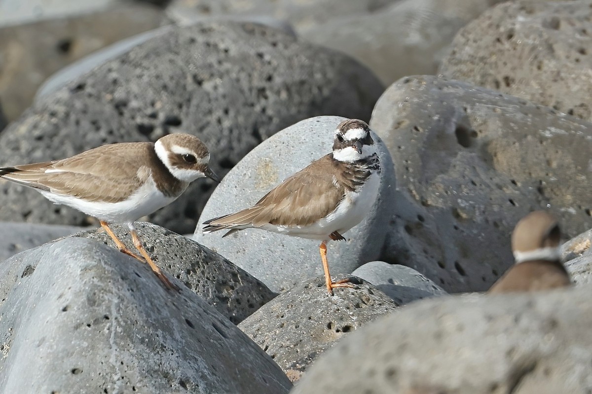 Common Ringed Plover - ML616101993