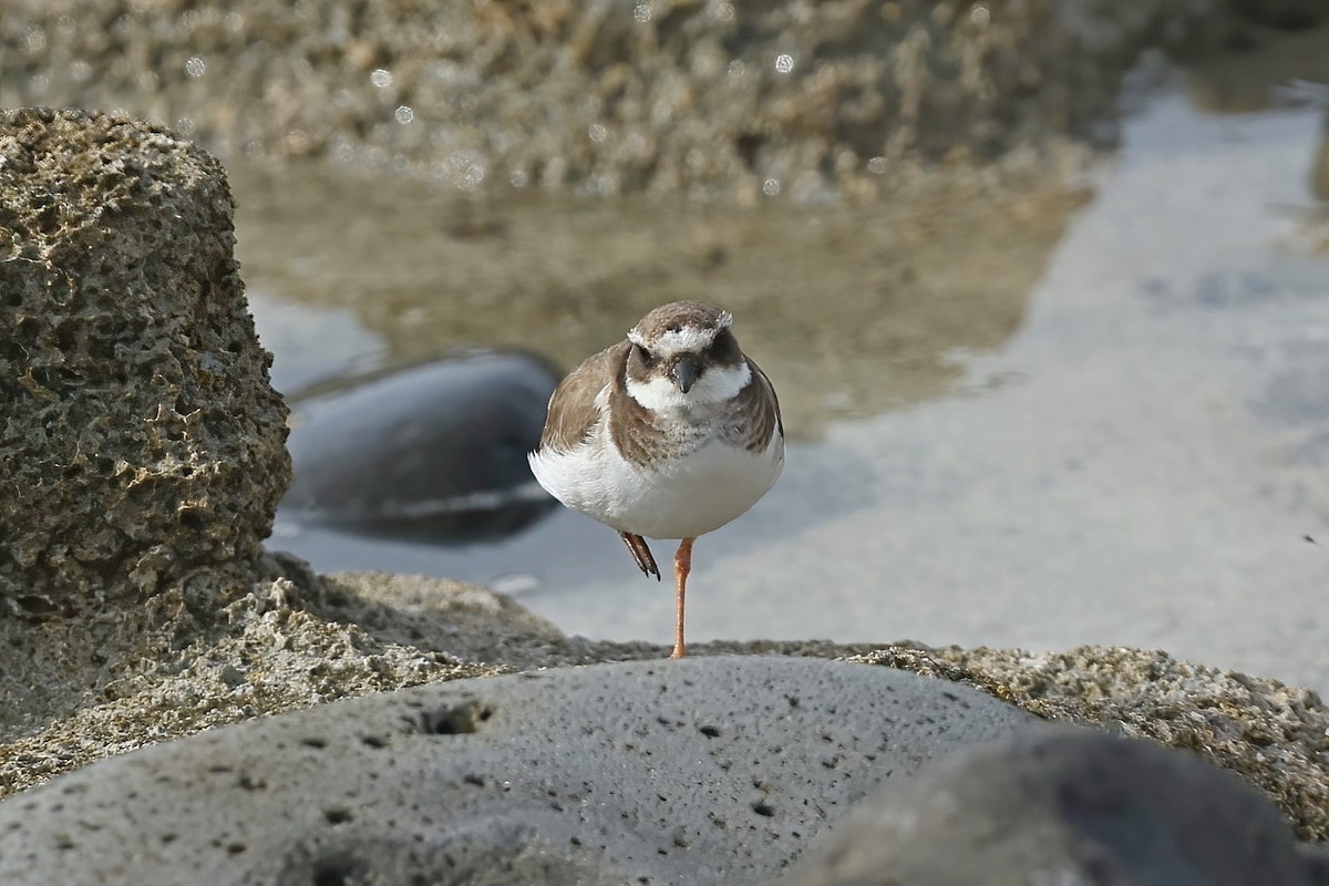 Common Ringed Plover - ML616101994