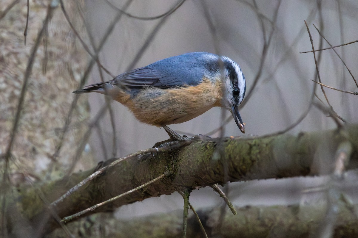 Red-breasted Nuthatch - ML616102127