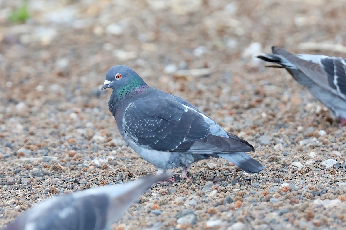 Rock Pigeon (Feral Pigeon) - ML616102130