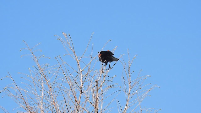 Red-winged Blackbird - ML616102188