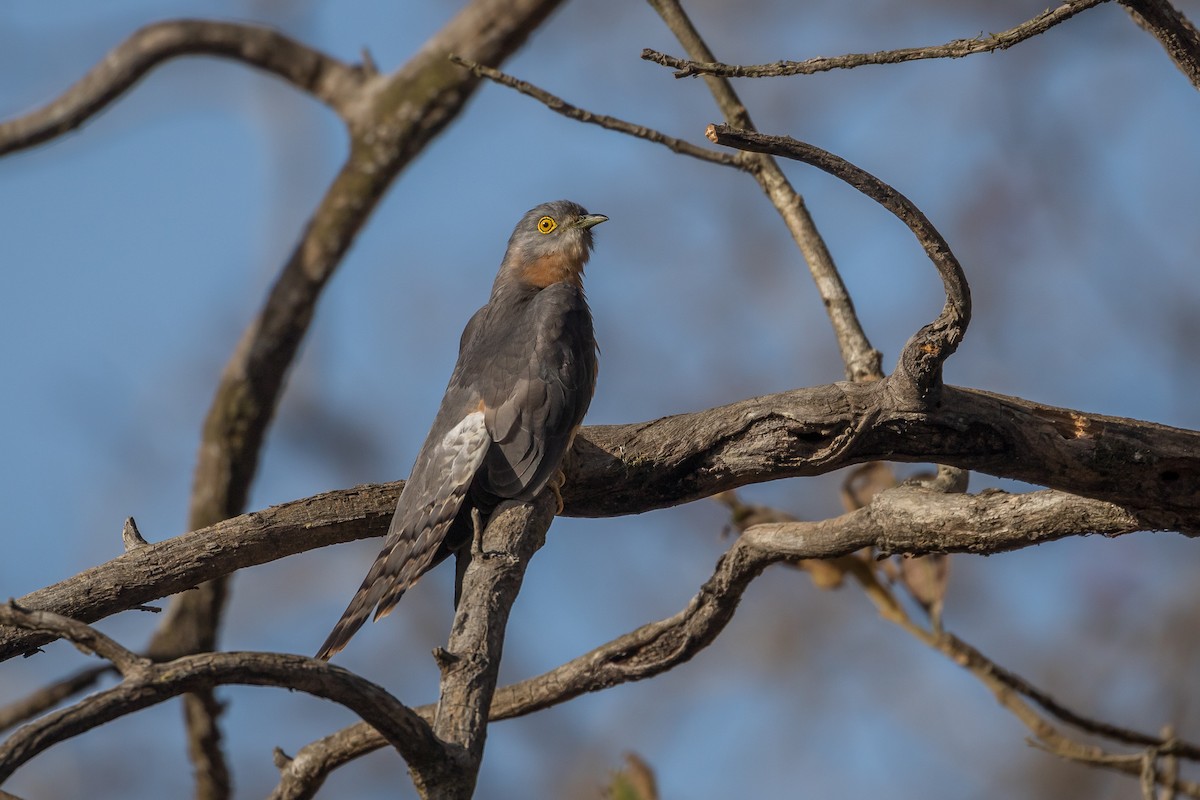 Common Hawk-Cuckoo - ML616102288