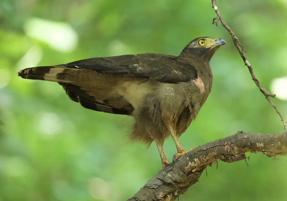 Crested Serpent-Eagle - ML616102375
