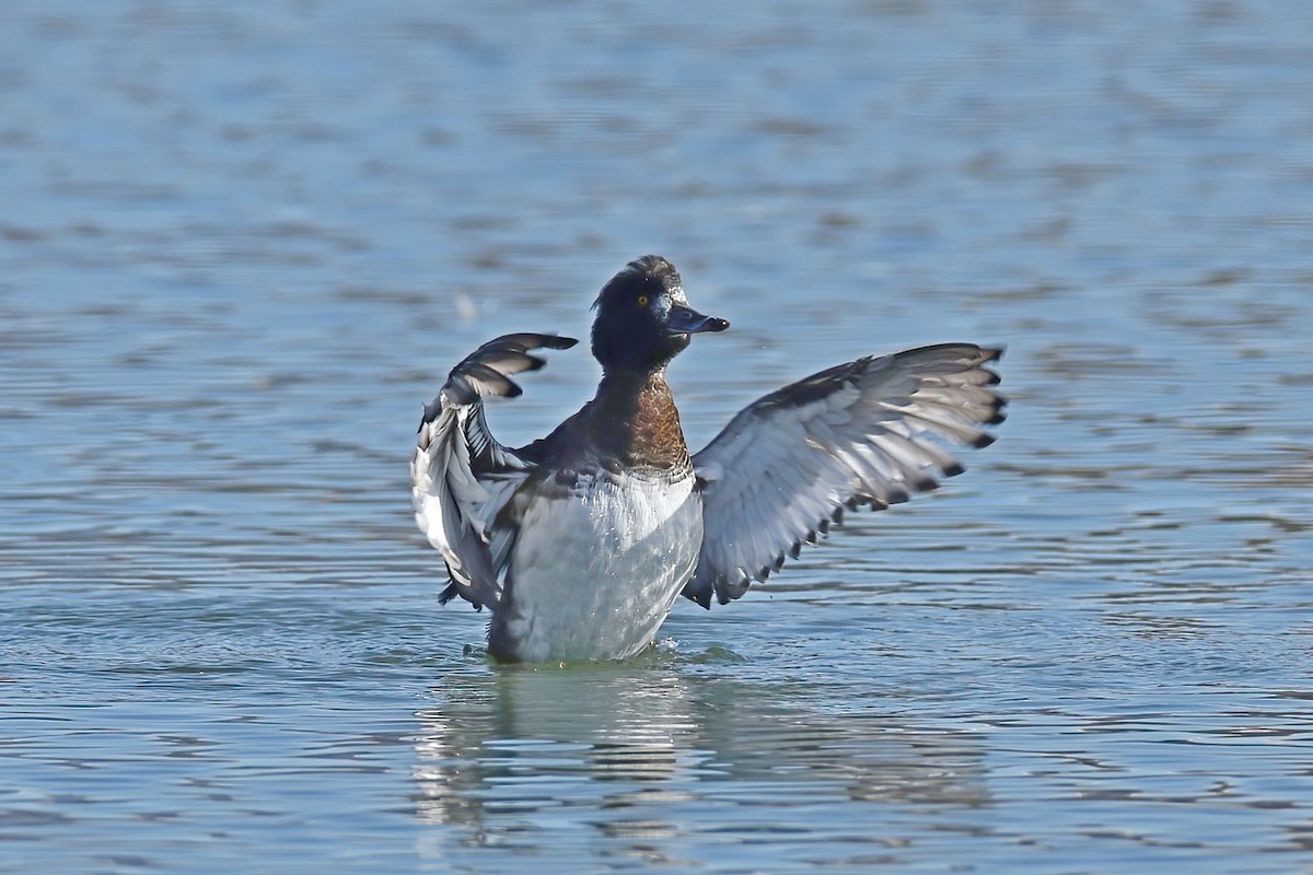 Tufted Duck - ML616102398