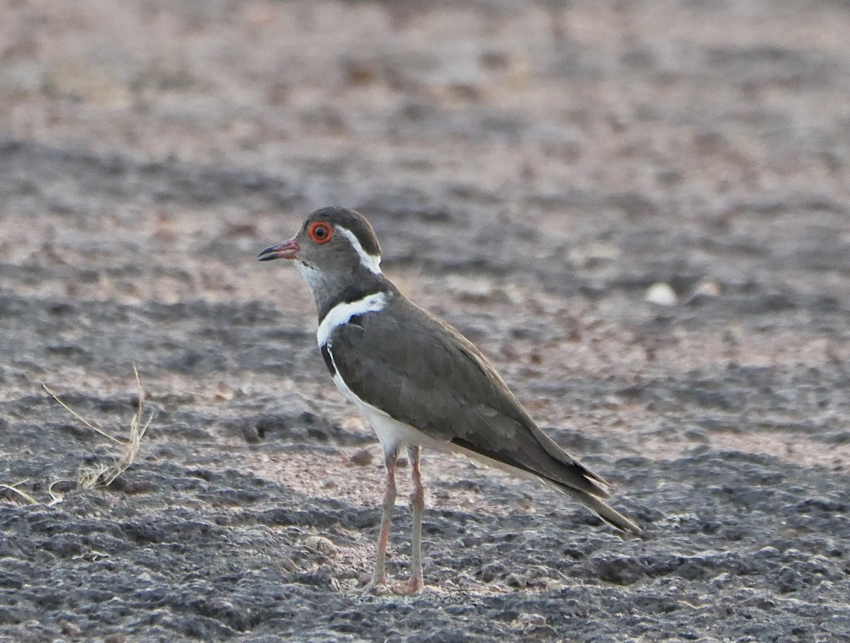 Forbes's Plover - ML616102417