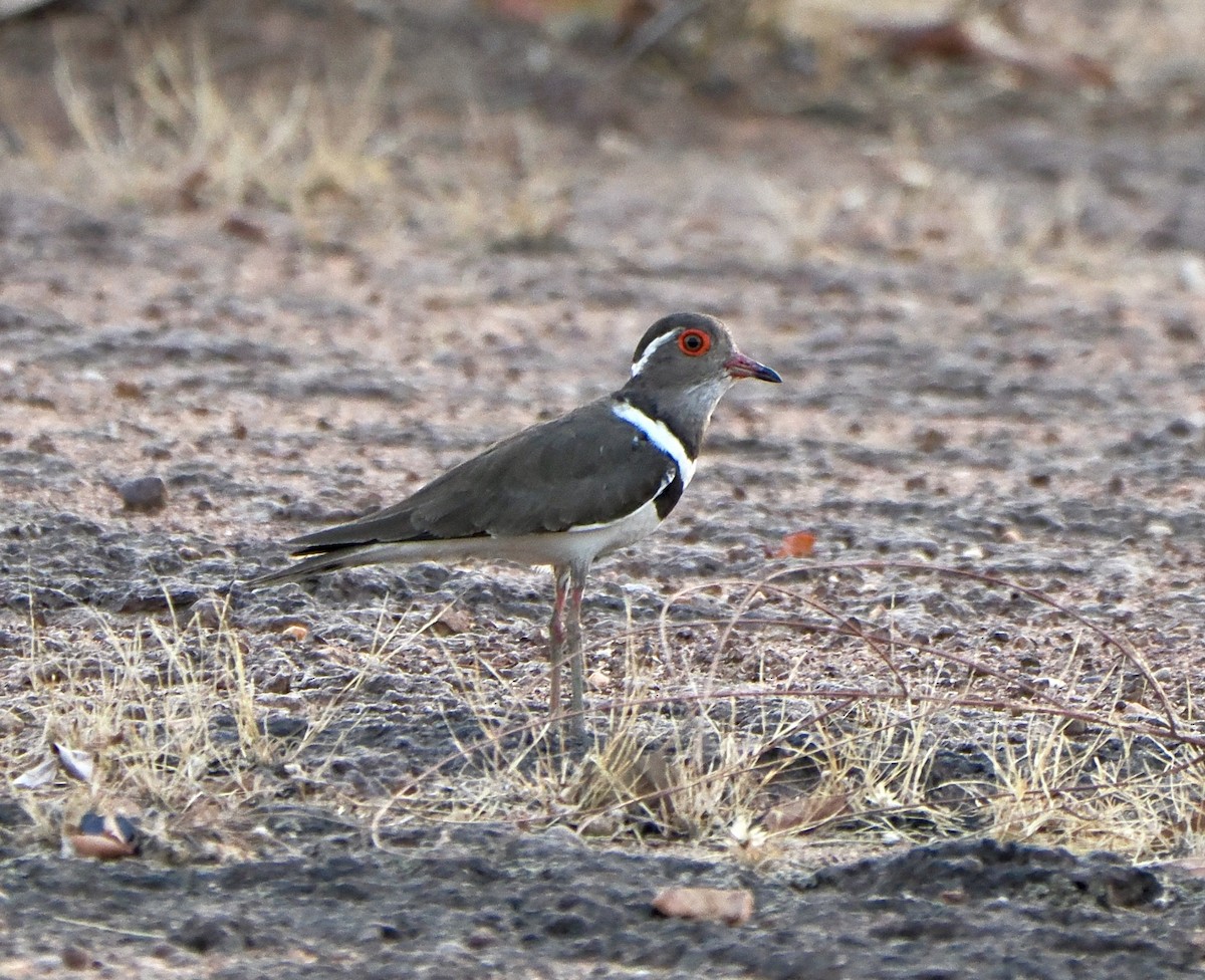 Forbes's Plover - ML616102419