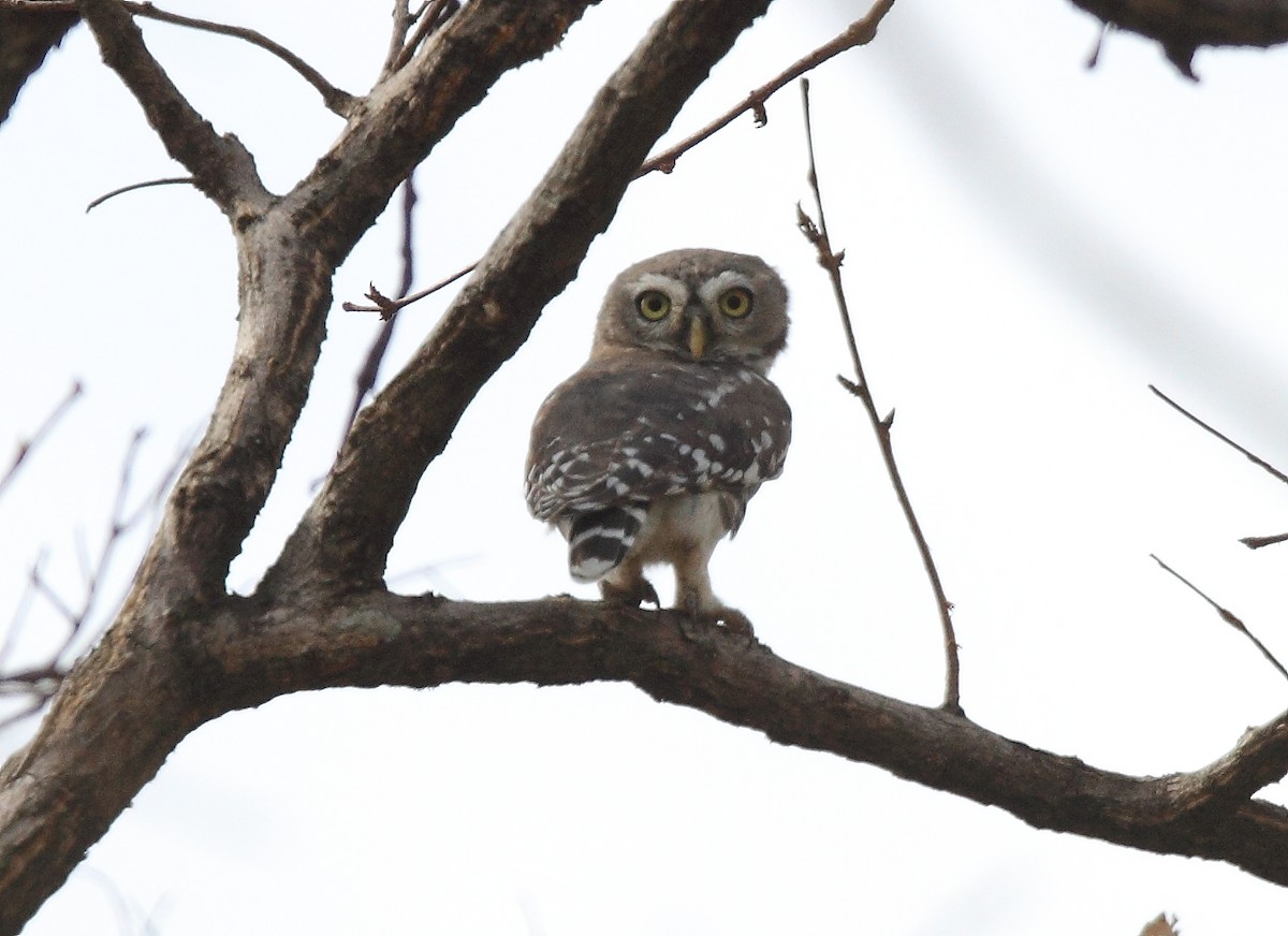 Forest Owlet - ML616102484