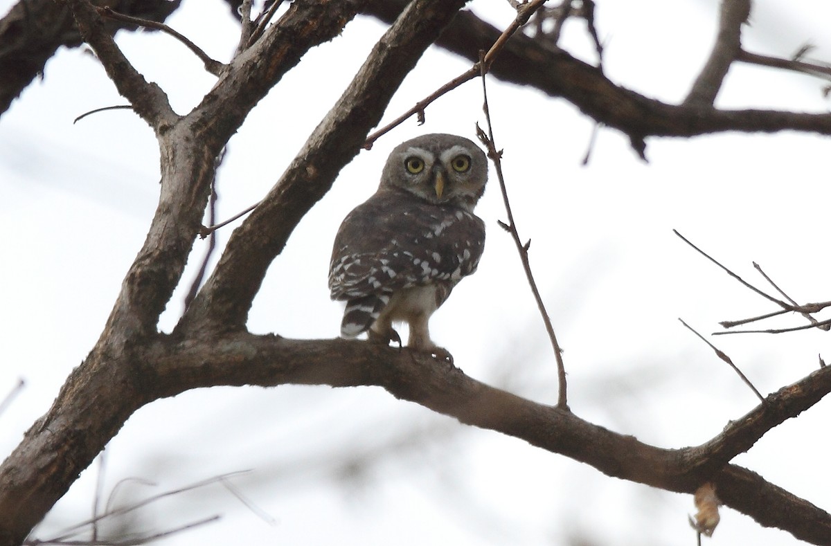 Forest Owlet - ML616102485