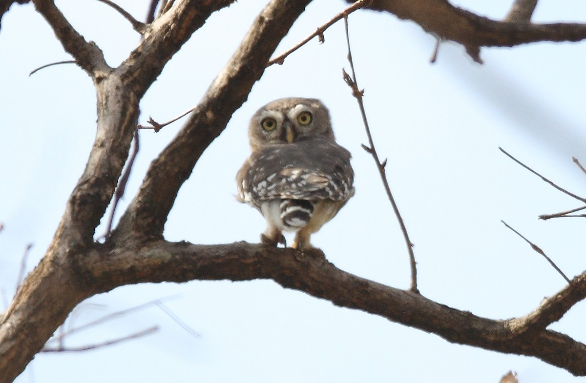 Forest Owlet - ML616102486
