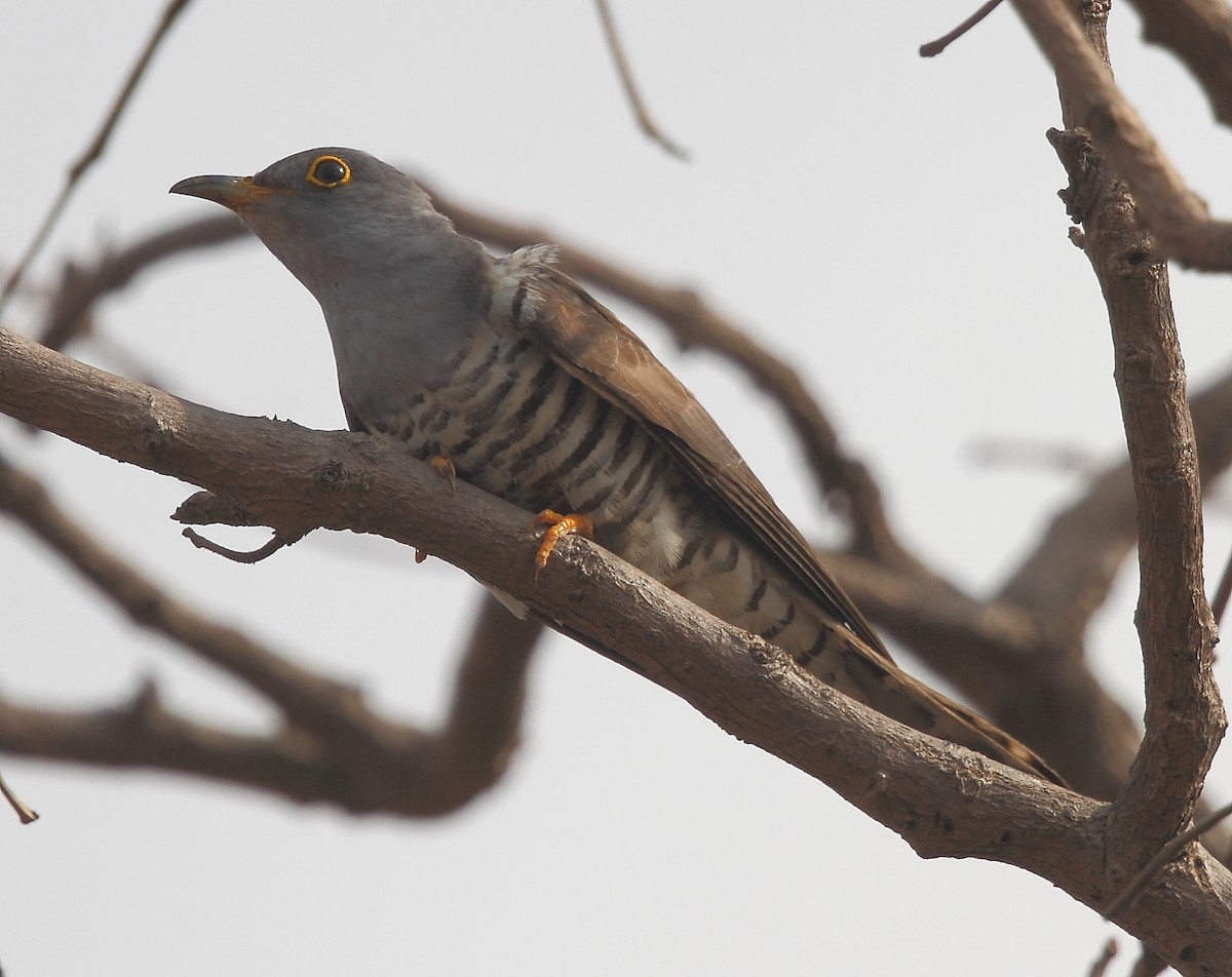 Indian Cuckoo - ML616102490
