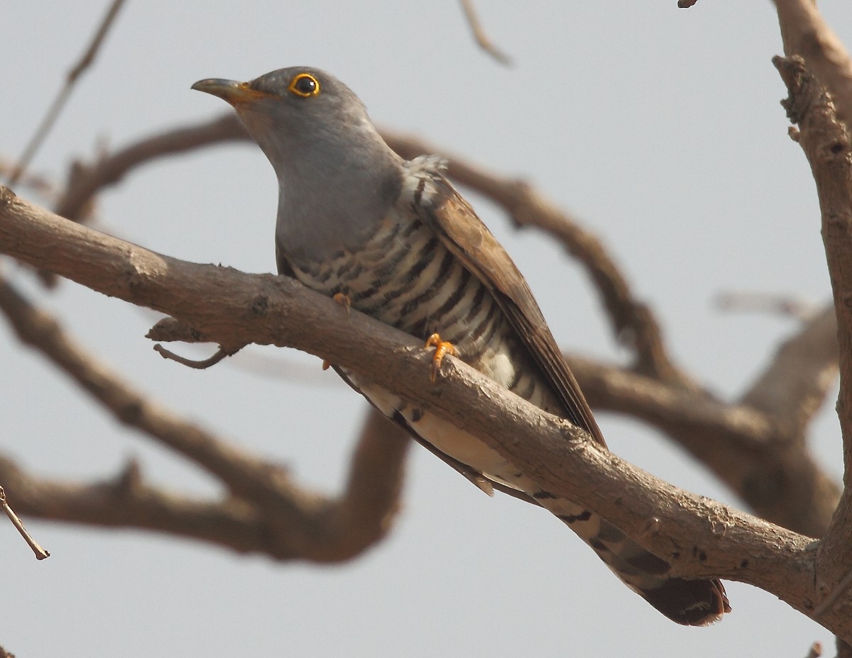Indian Cuckoo - ML616102491