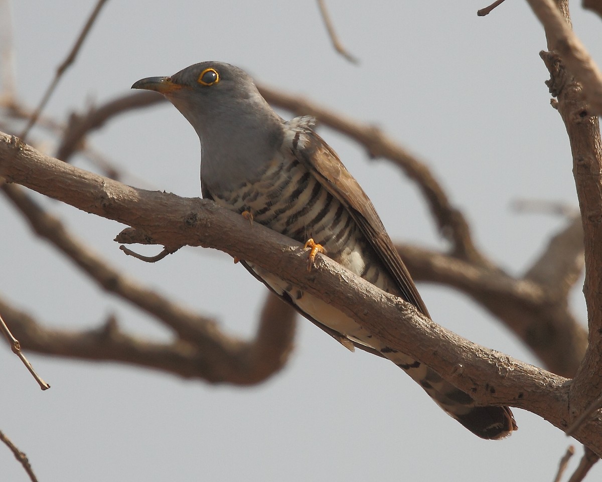Indian Cuckoo - ML616102492