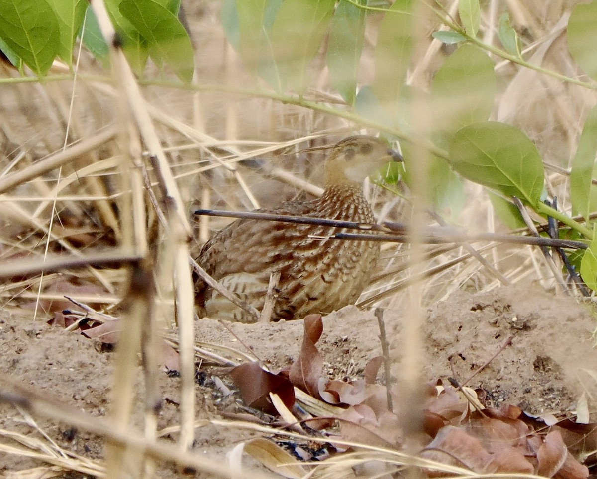 White-throated Francolin - ML616102513