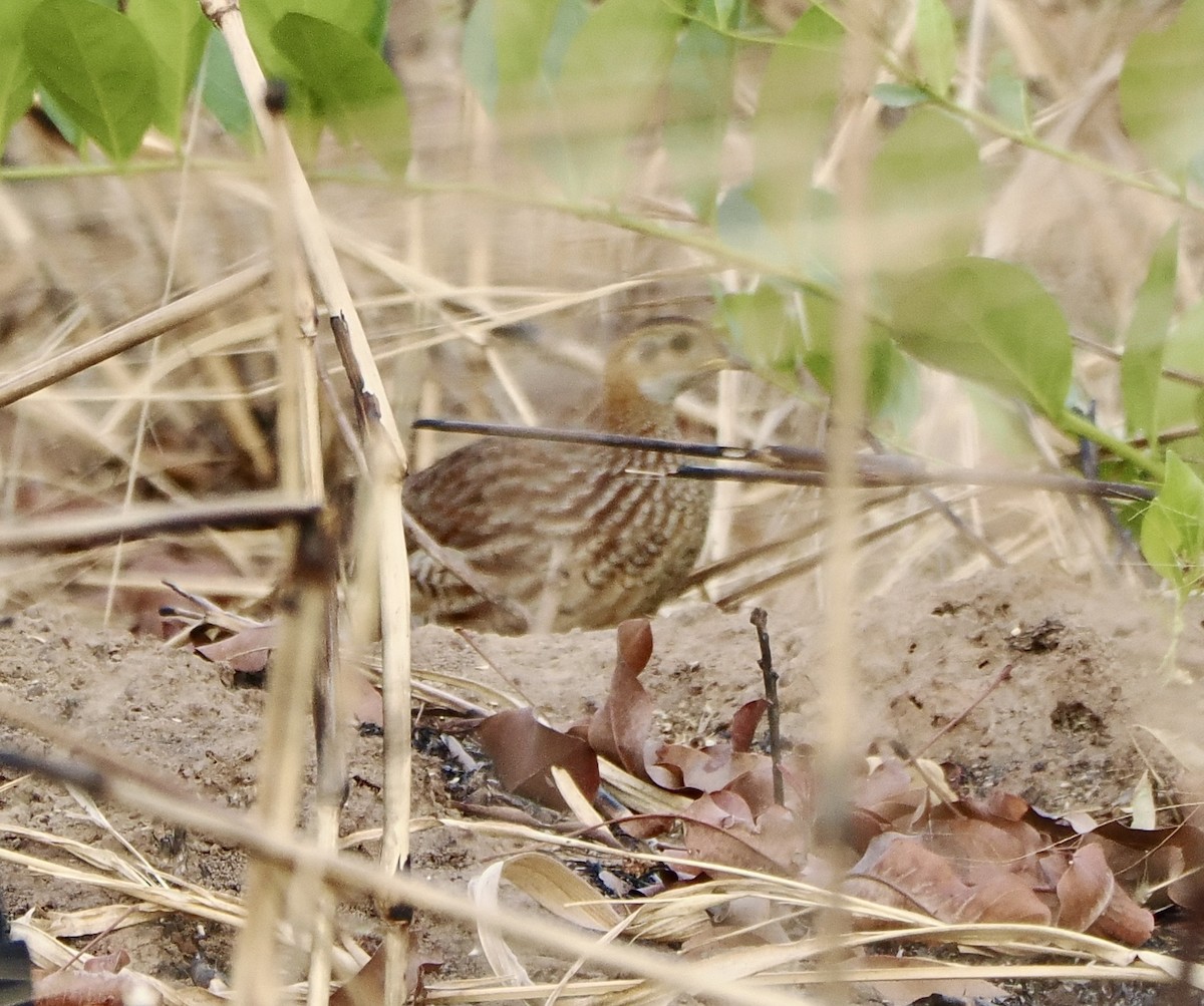 White-throated Francolin - ML616102514