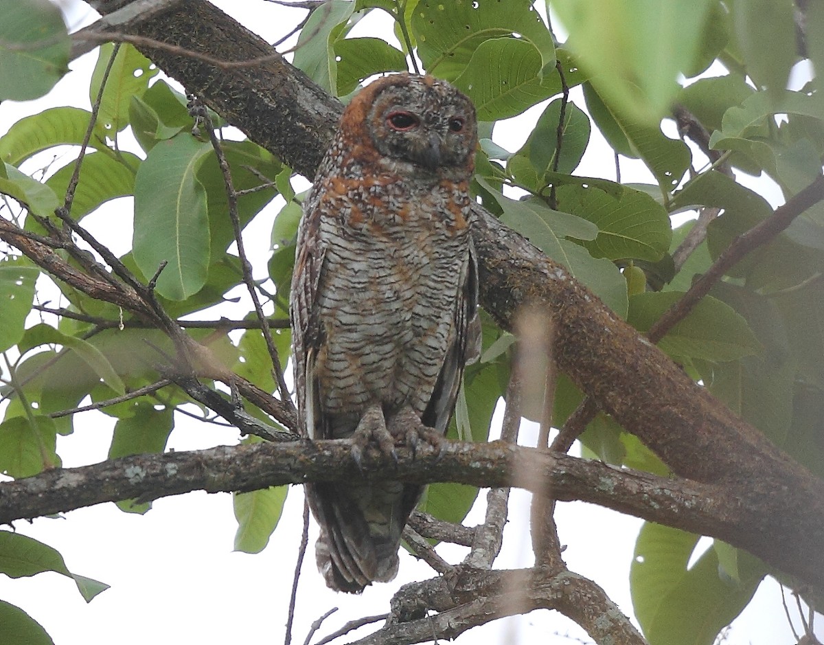 Mottled Wood-Owl - ML616102516