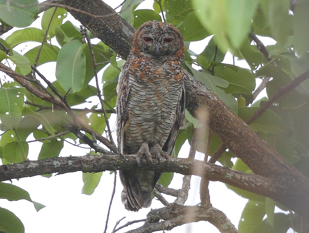 Mottled Wood-Owl - Krishnan Sivasubramanian