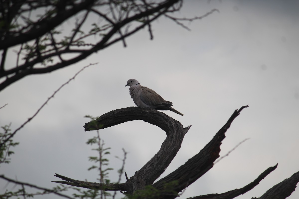 Eurasian Collared-Dove - ML616102520