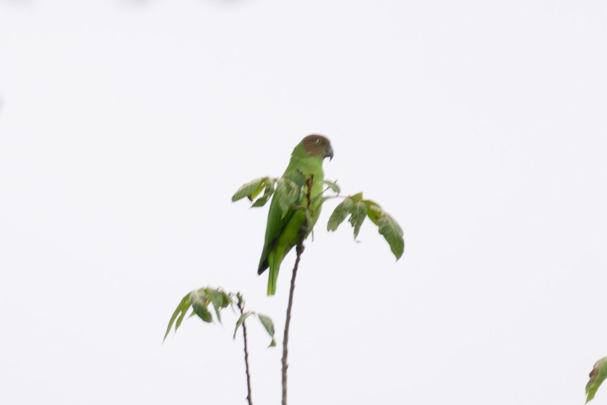 Red-cheeked Parrot - ML616102524