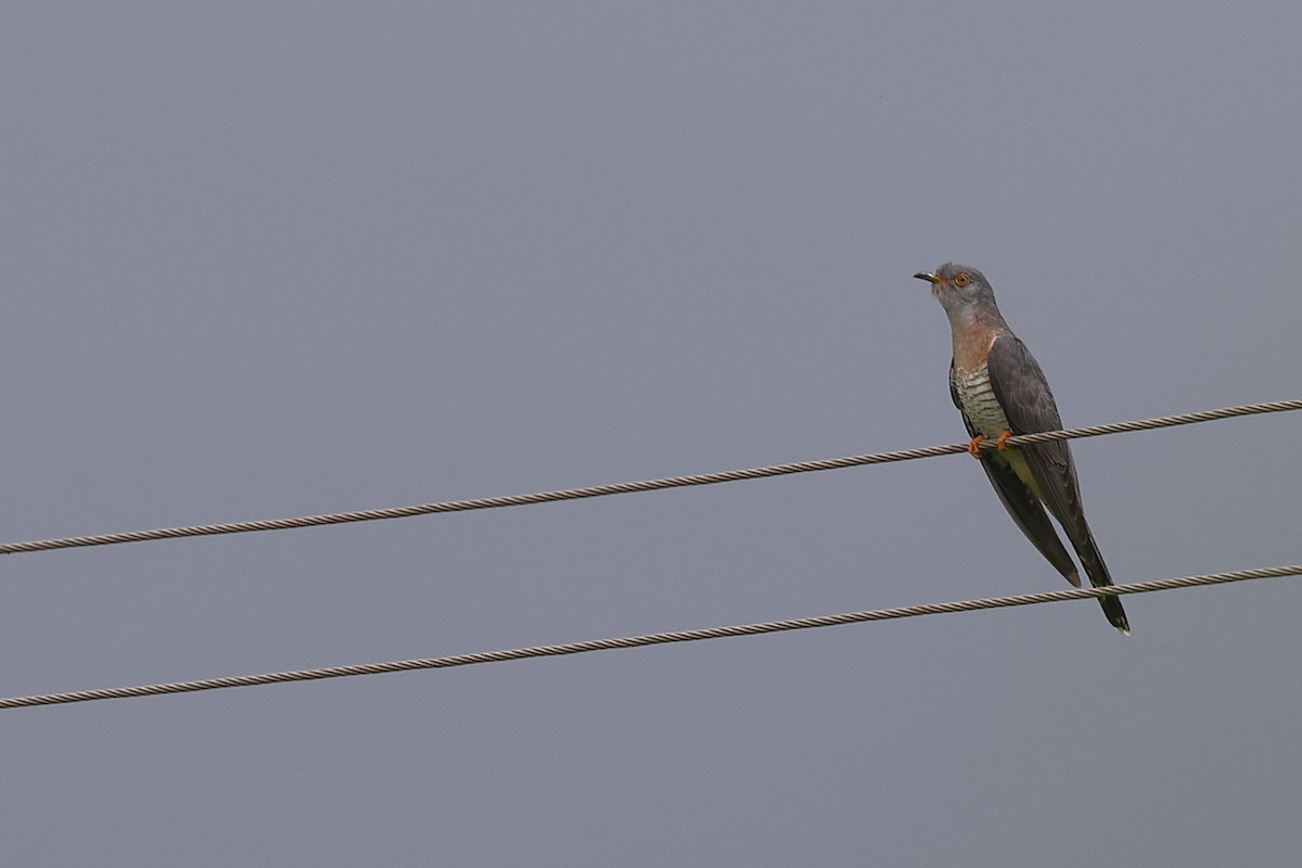 Common Hawk-Cuckoo - Krishnan Sivasubramanian
