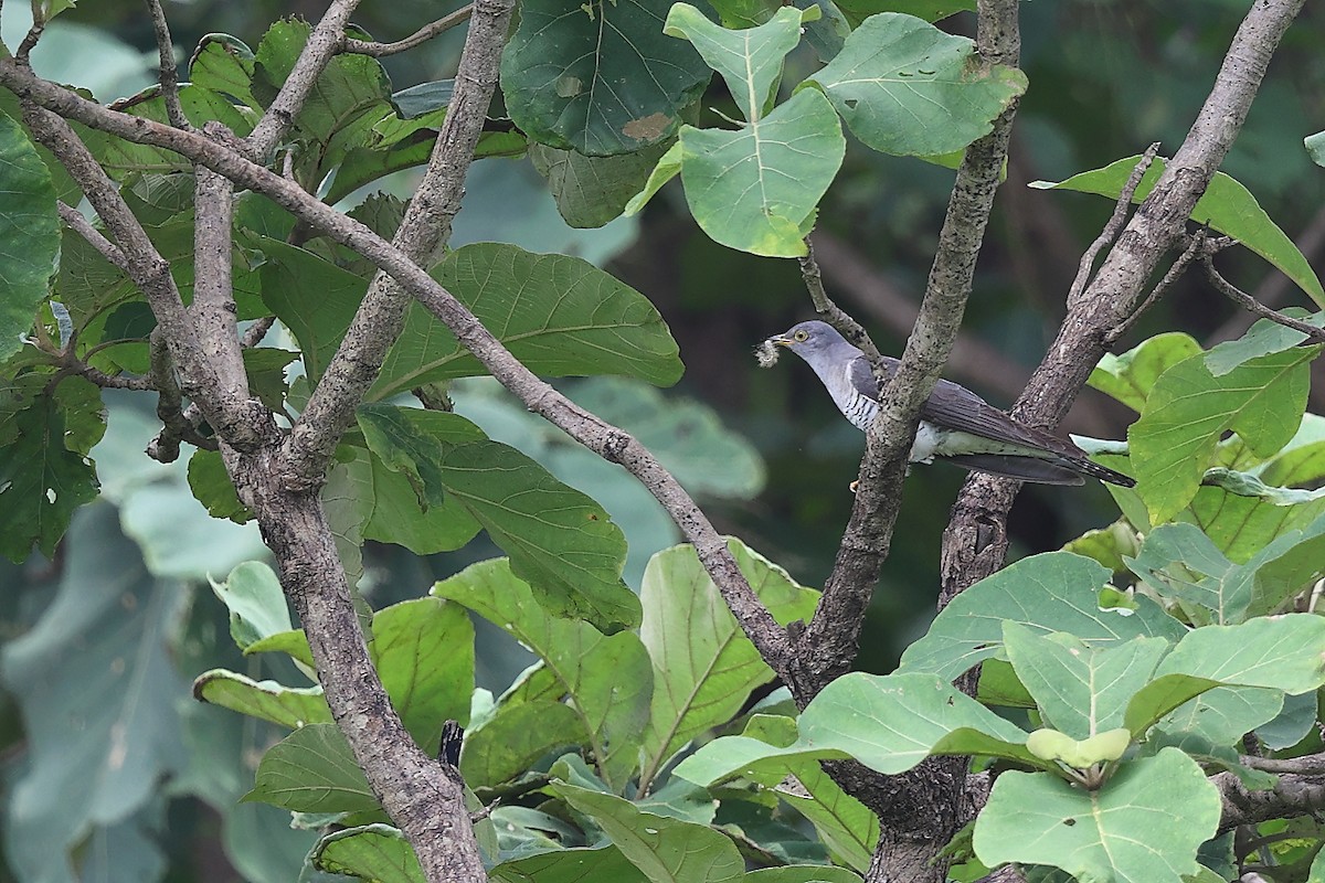 Common Cuckoo - ML616102583