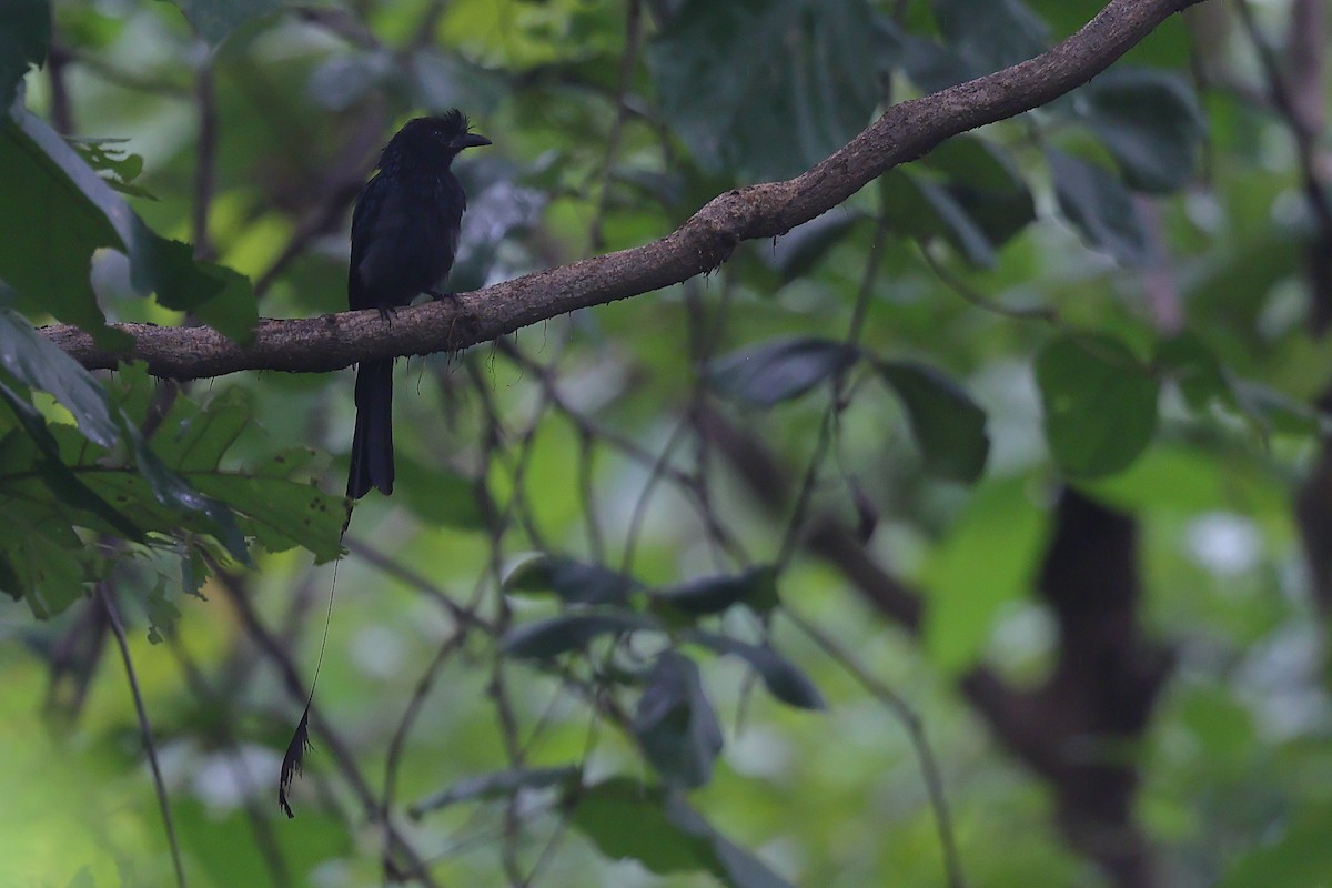 Greater Racket-tailed Drongo - ML616102587