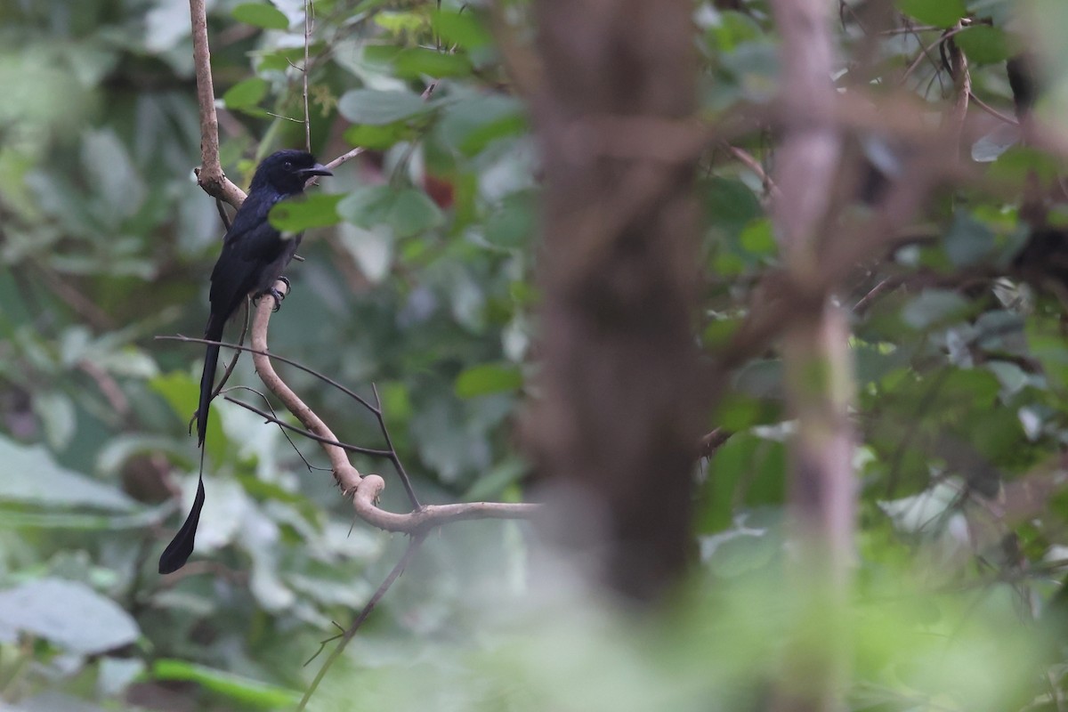Greater Racket-tailed Drongo - ML616102588