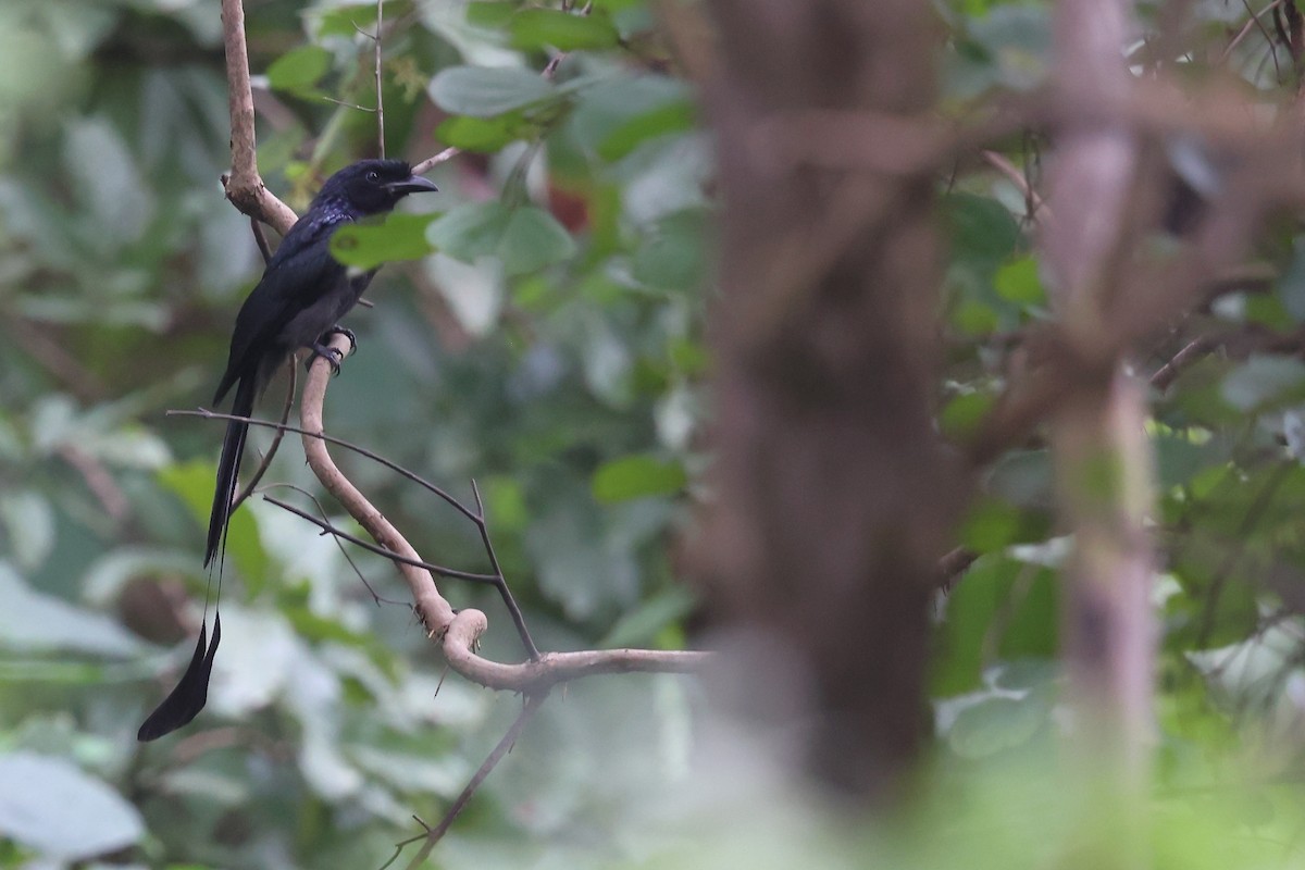 Greater Racket-tailed Drongo - ML616102589