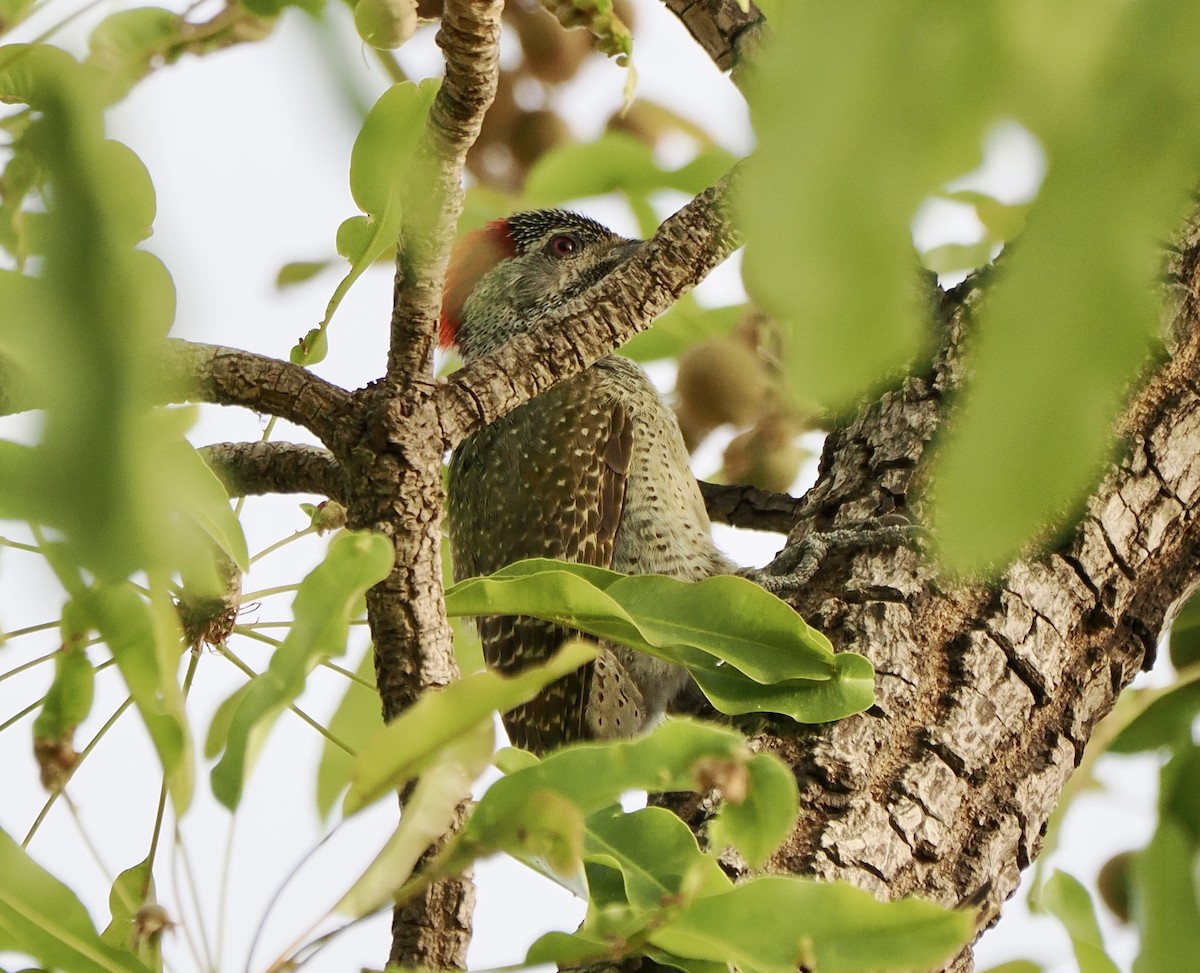 Fine-spotted Woodpecker - ML616102596