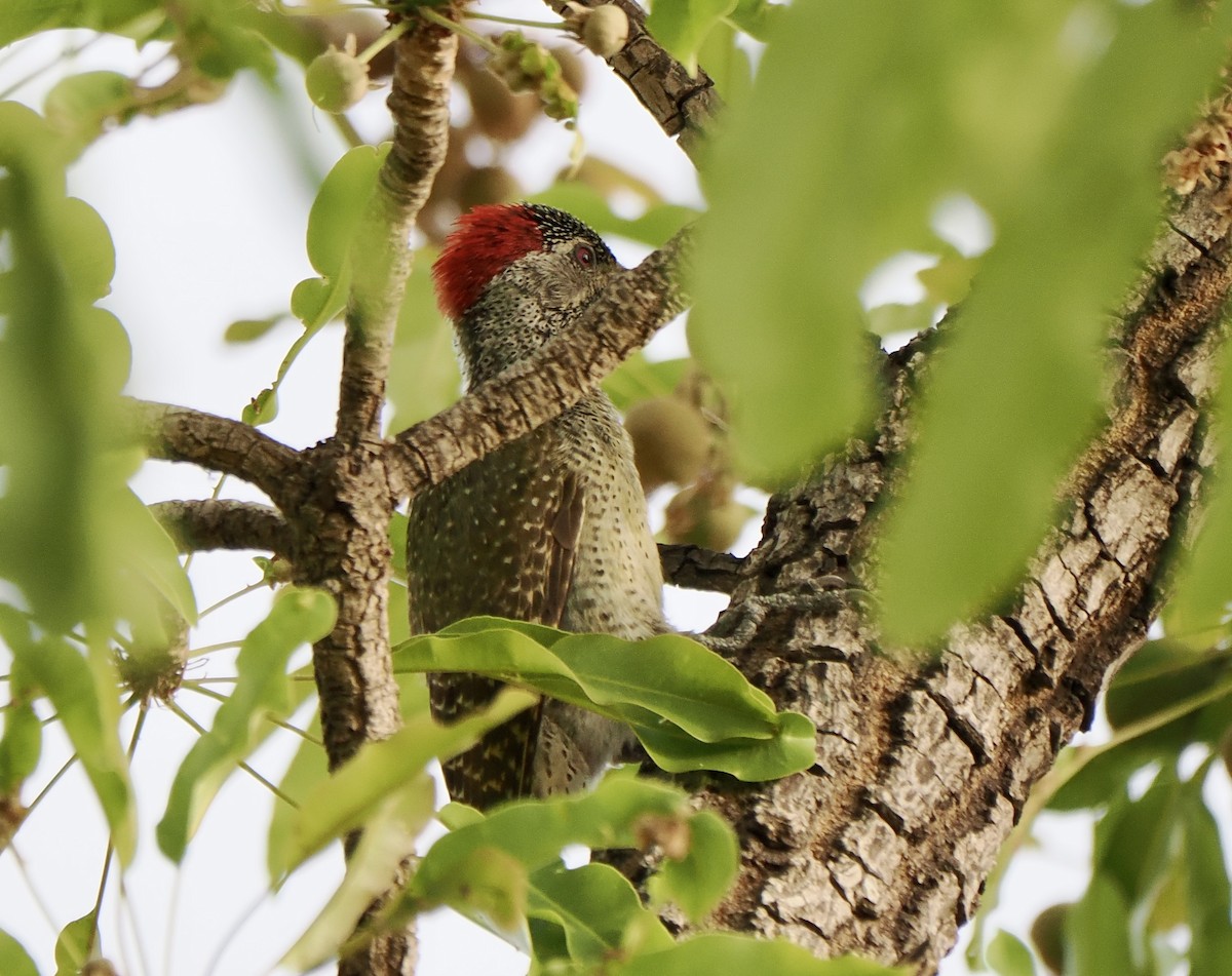 Fine-spotted Woodpecker - ML616102597