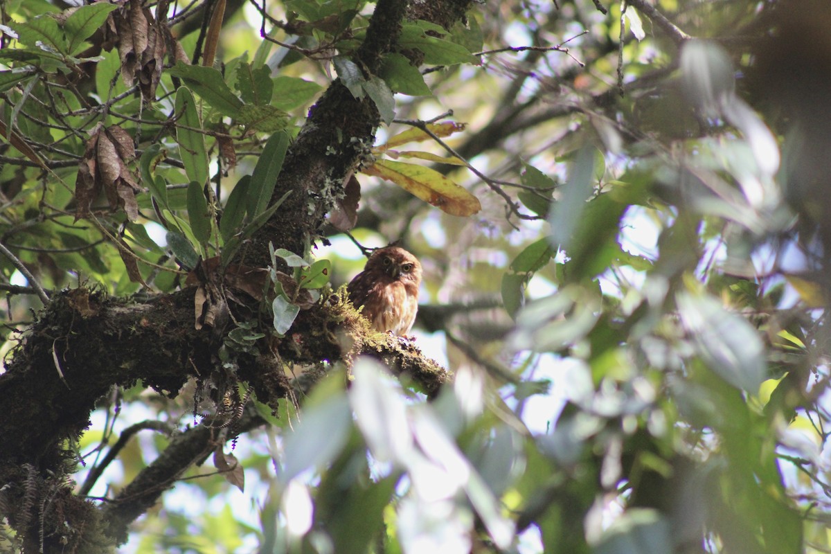 Andean Pygmy-Owl - ML616102774