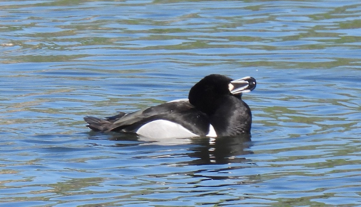 Ring-necked Duck - ML616102876