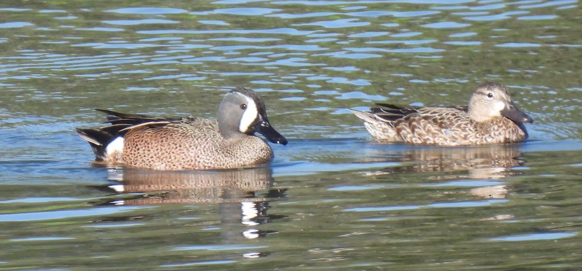 Blue-winged Teal - ML616102887