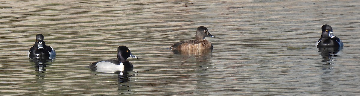 Ring-necked Duck - ML616102911