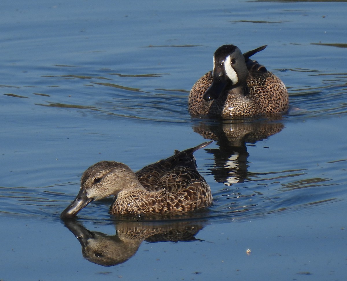 Blue-winged Teal - ML616102919