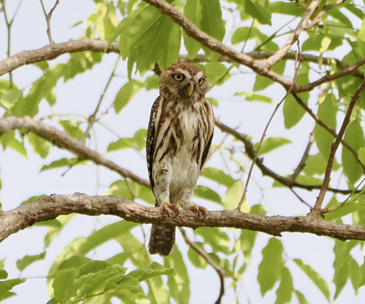 Pearl-spotted Owlet - ML616103007